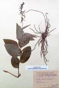 Epipactis latifolia (L.) All.